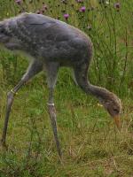 Yellow White Blue on 3rd July 2012 Yellow White Blue on 3rd July 2012